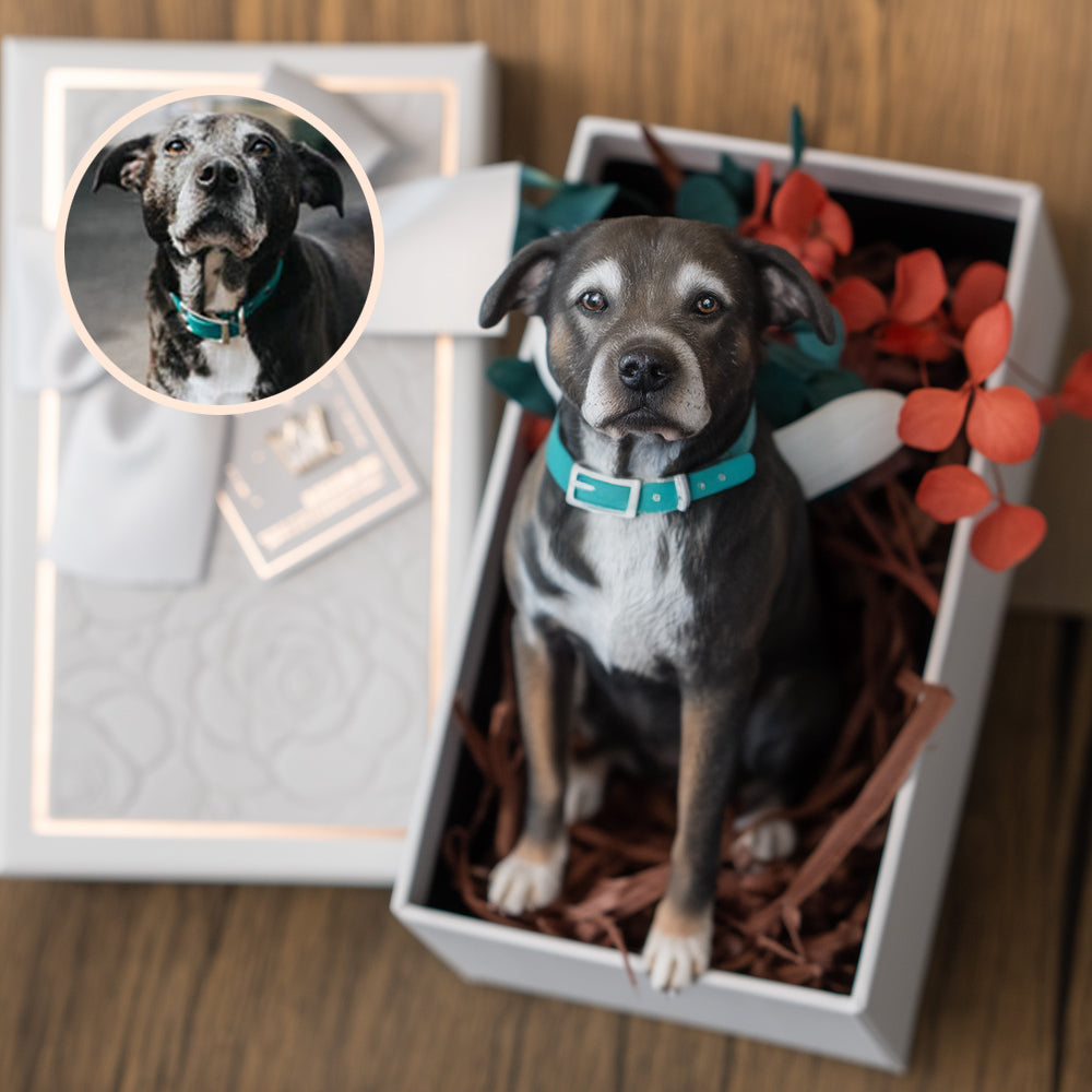 Handbemalte 3D-Figur eines Hundes